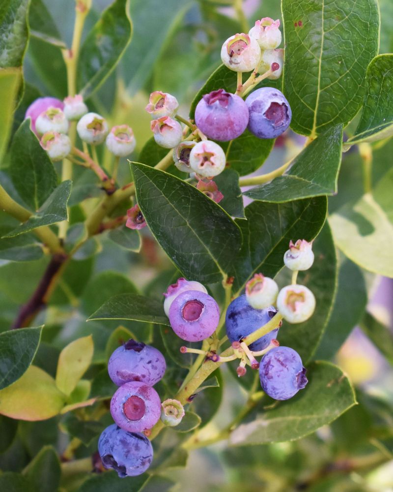 Highbush Blueberry, The Breakfast Hedge Highbush Blueberry, The Breakfast Hedge