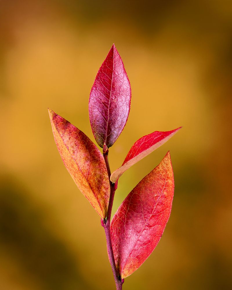 Highbush Blueberry With Its Fiery Foliage Highbush Blueberry With Its Fiery Foliage