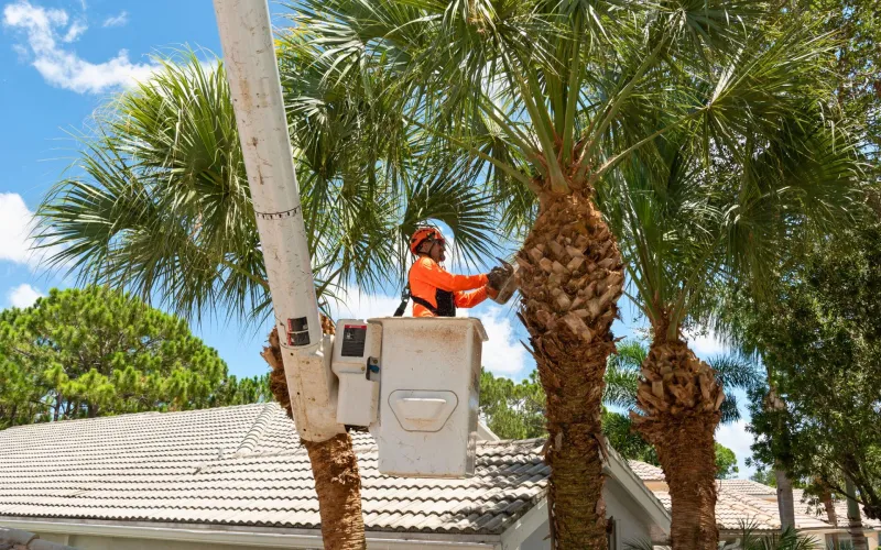 Hire An Arborist For Large Or Risky Trees