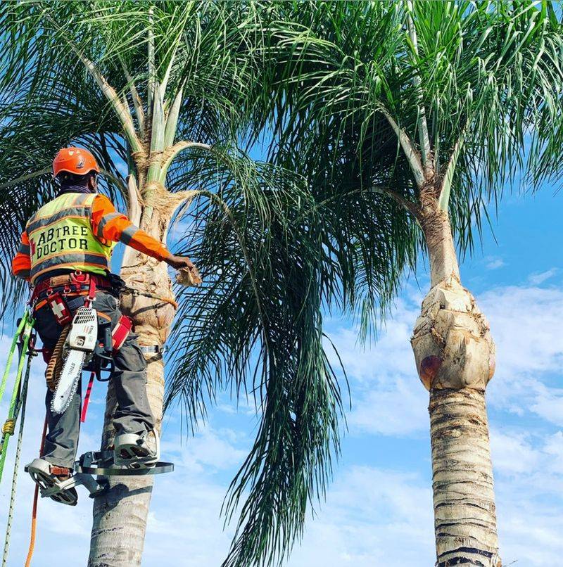 Hire Properly Trained Palm Pruners Hire Properly Trained Palm Pruners