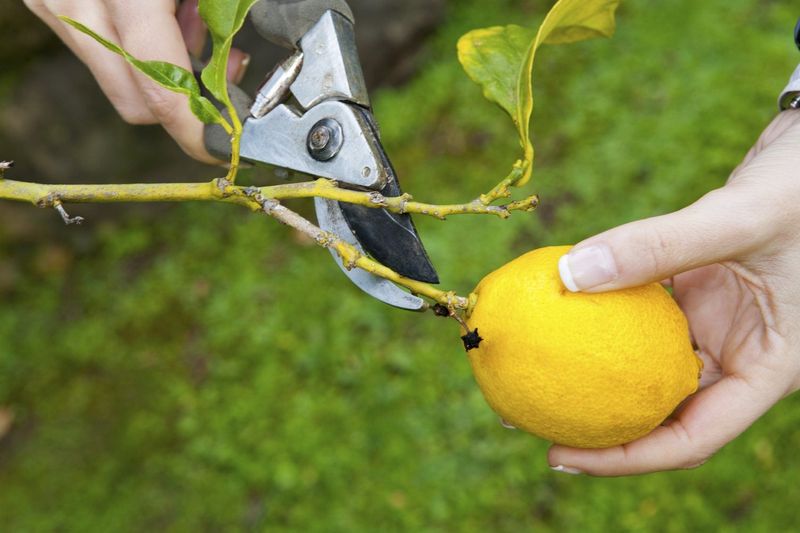 Hold Back Citrus Pruning Until The Timing Is Right