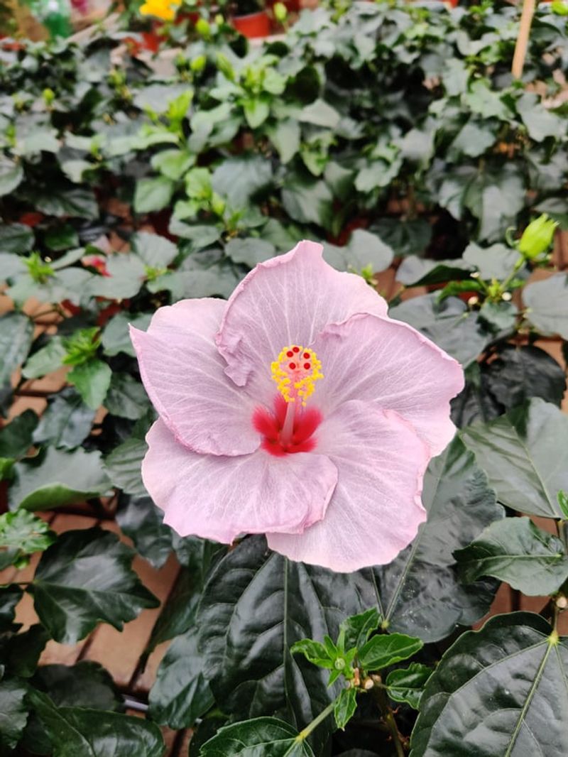 Hold Back Fertilizer If Growth Looks Too Soft
