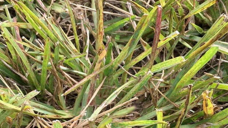Hold Back Nitrogen As Fall Growth Slows