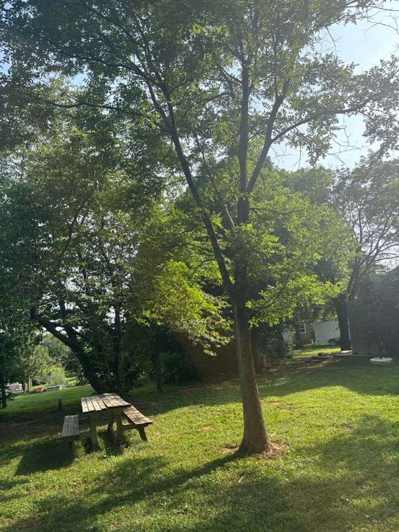 Hold Back On Established Shade Trees With Normal Growth Hold Back On Established Shade Trees With Normal Growth