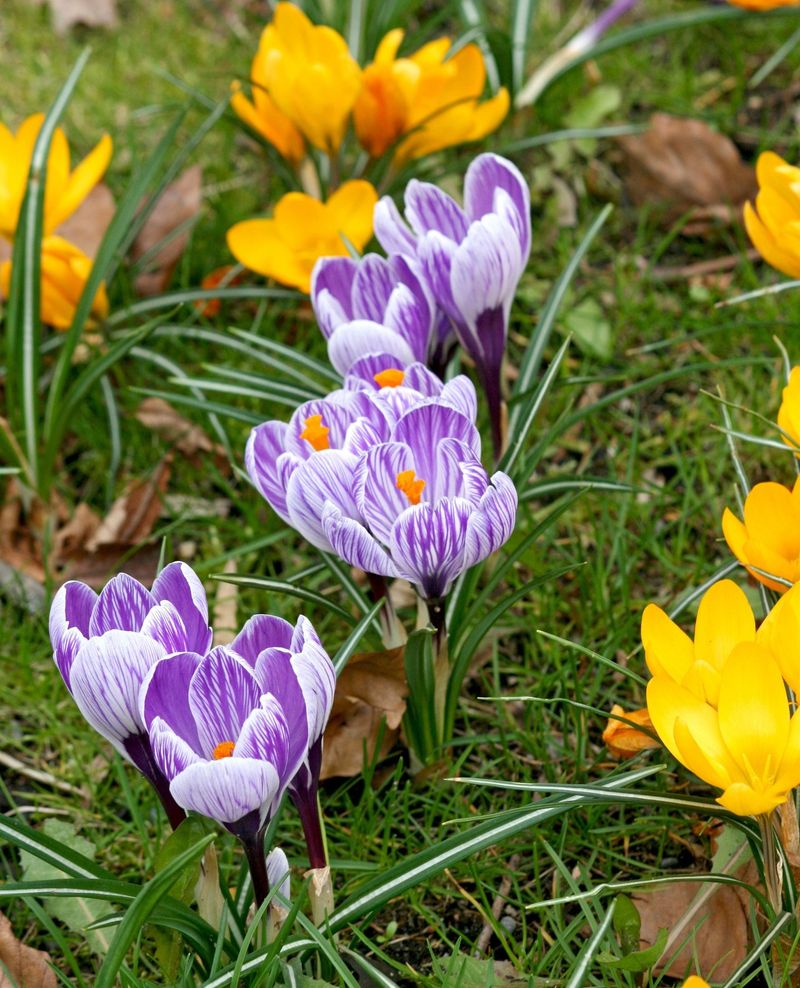 Hold Crocuses Back Until The Main Bulb Season Begins