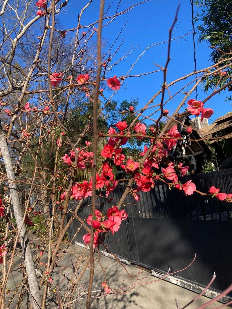 Hold Off On Flowering Quince Hold Off On Flowering Quince