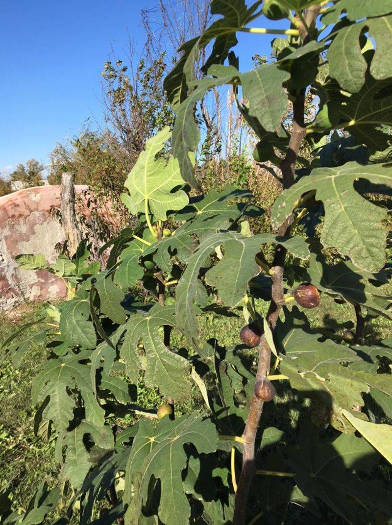 Hold Off On Heavy Fall Pruning