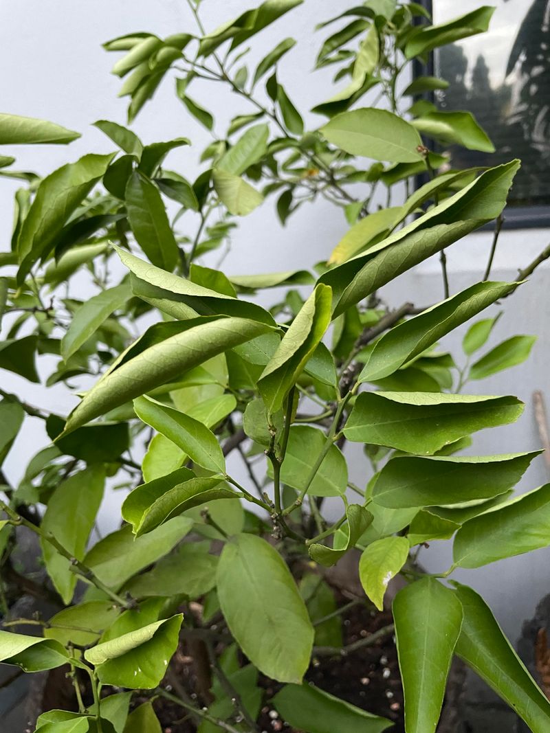 Hold Off On Heavy Nitrogen Feeding Until Fall Cools