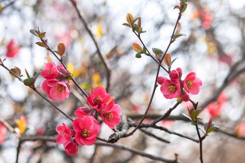 Hold Off On Pruning Flowering Quince
