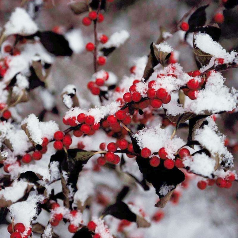 Hollies Need Protection From Winter Desiccation Hollies Need Protection From Winter Desiccation