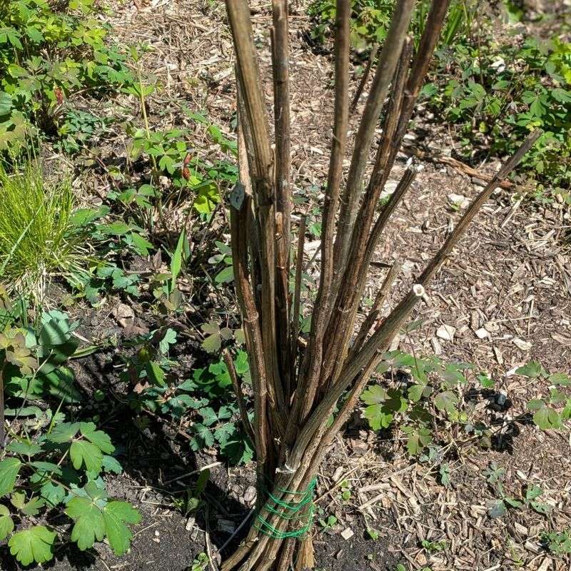 Hollow Stalks As Winter Shelter For Native Bees Hollow Stalks As Winter Shelter For Native Bees