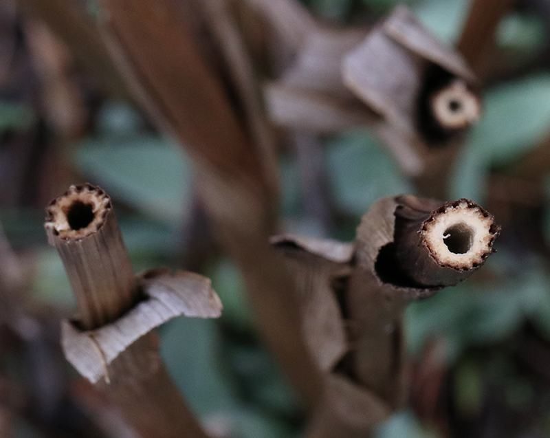 Hollow Stems House Overwintering Native Bees Hollow Stems House Overwintering Native Bees