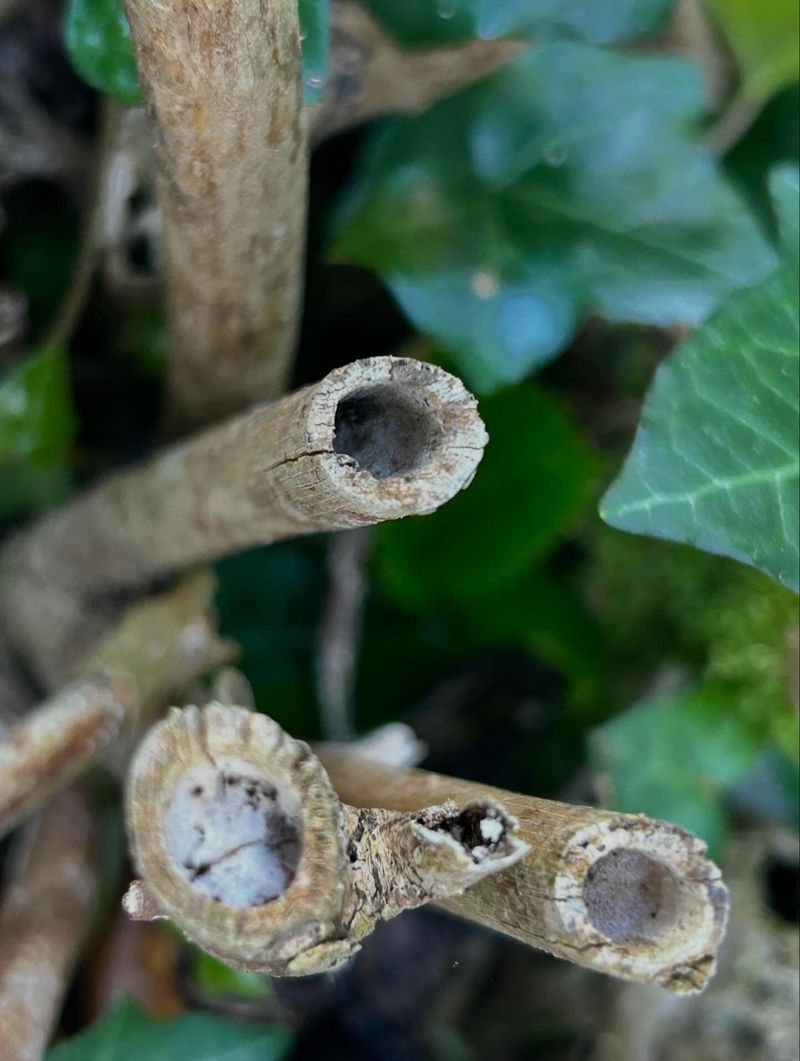 Hollow Stems of Old Plants