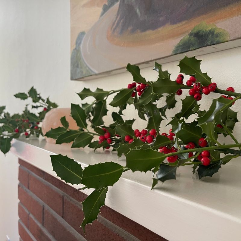Holly Branches, Said To Be Unlucky Before Christmas Eve Holly Branches, Said To Be Unlucky Before Christmas Eve
