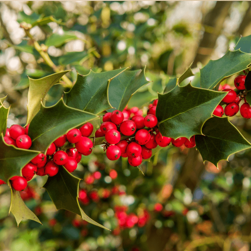 Holly (Ilex spp.)