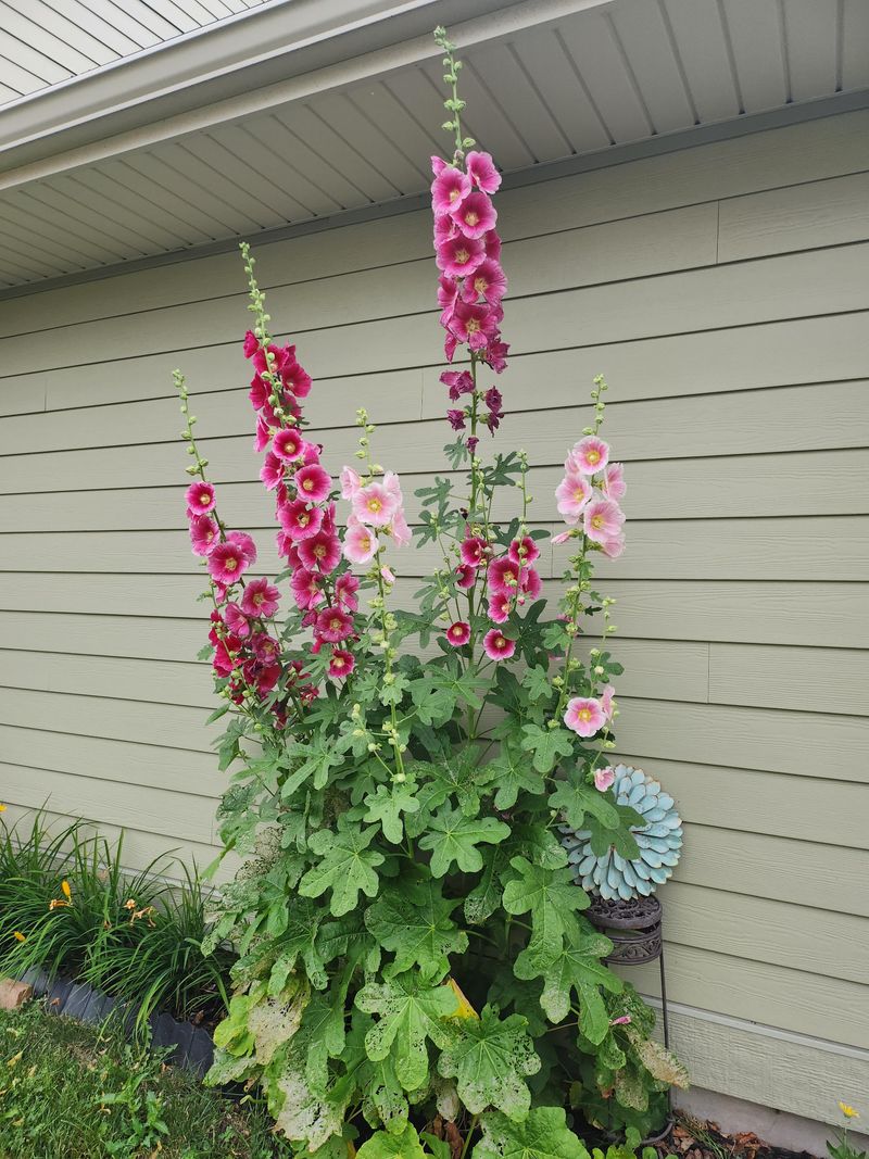 Hollyhock Stalks Carry Rust Into Spring