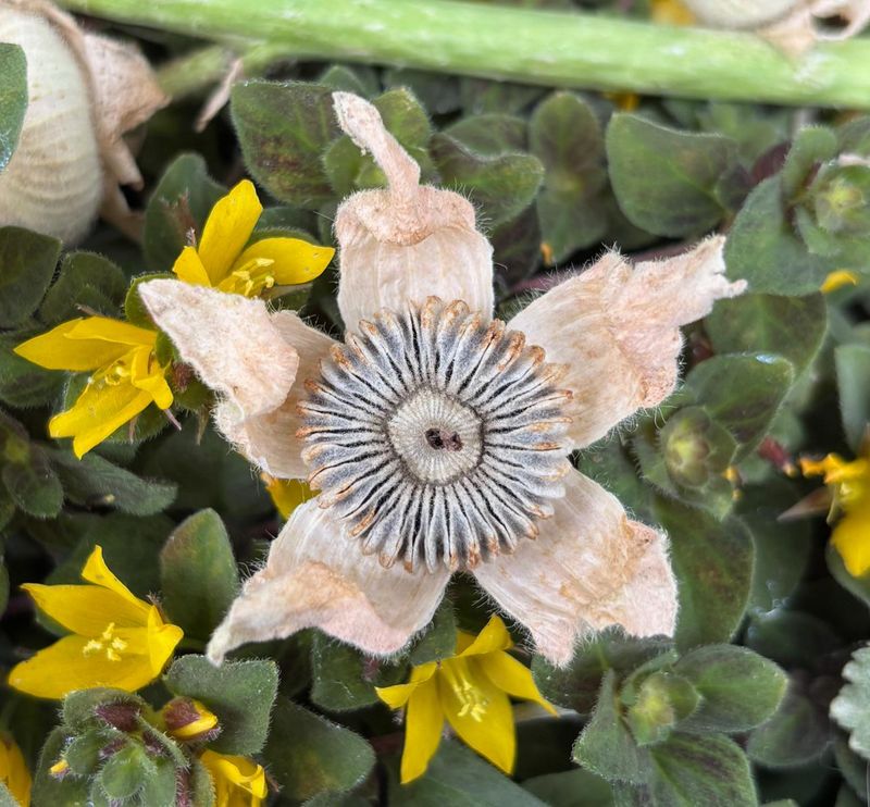 Hollyhock Wheels Packed With Flat Seeds