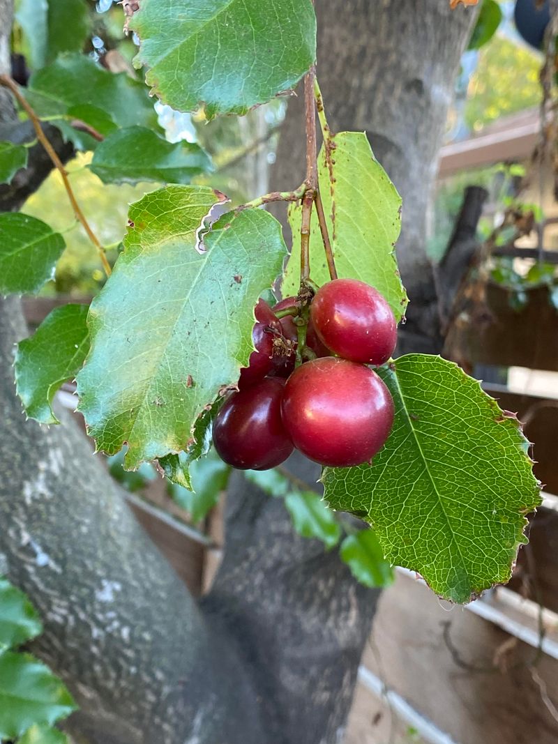 Hollyleaf Cherry Builds A Dense, Useful Screen Hollyleaf Cherry Builds A Dense, Useful Screen