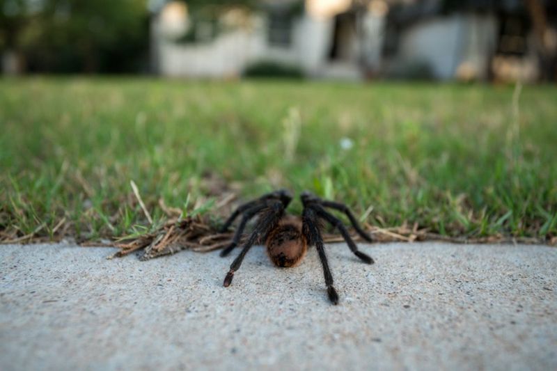Homeowners Can Coexist With Tarantulas Using Simple Safety Habits Homeowners Can Coexist With Tarantulas Using Simple Safety Habits