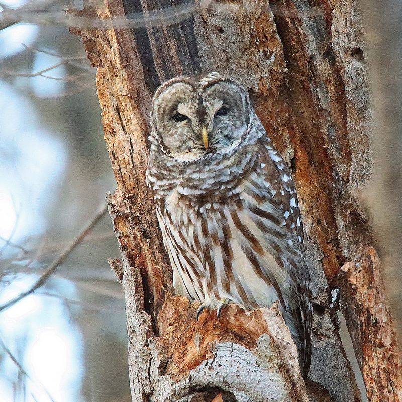 Homeowners Can Welcome Owls Safely