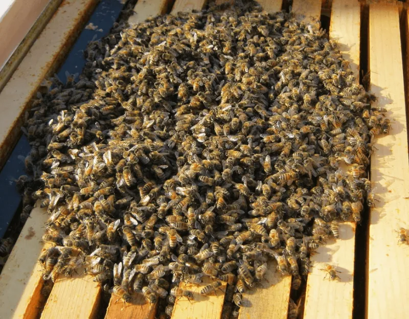Honey Bees Stay Inside The Hive