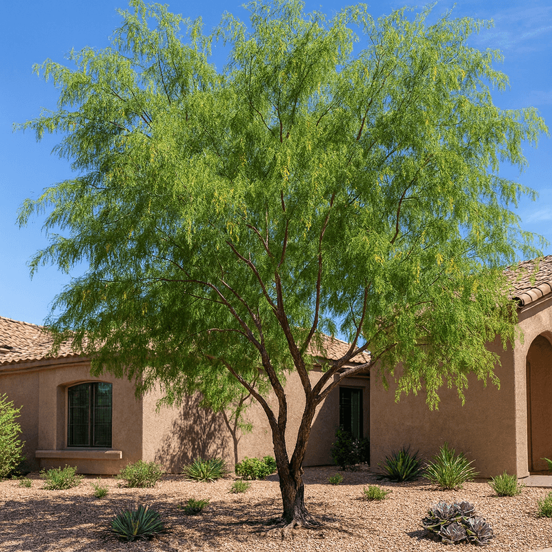 Honey Mesquite Honey Mesquite