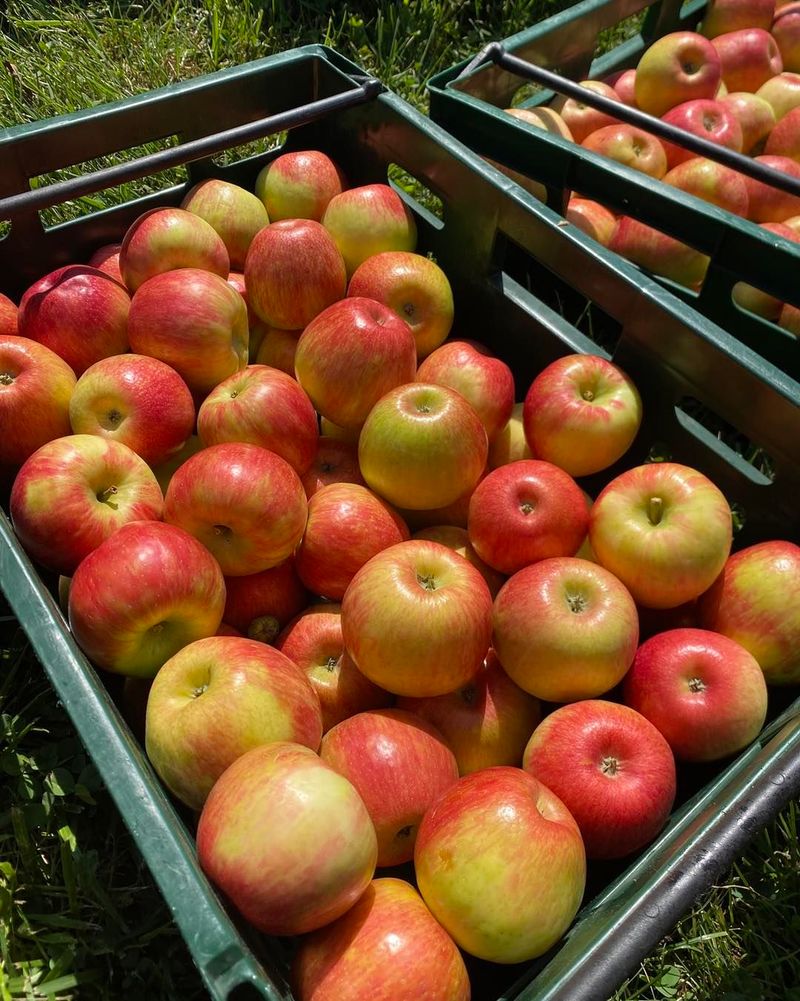 Honeycrisp Apples From The Ridge