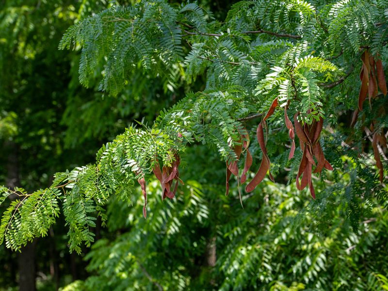 Honeylocust Honeylocust