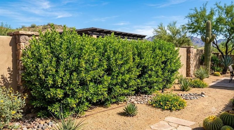 Hopseed Bush