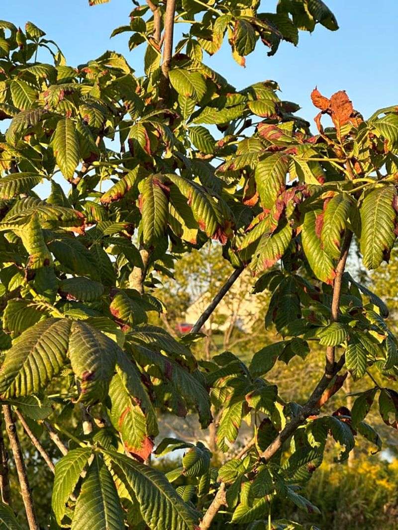 Horse Chestnut Leaves Bring Leaf Blotch Back Every Spring Horse Chestnut Leaves Bring Leaf Blotch Back Every Spring