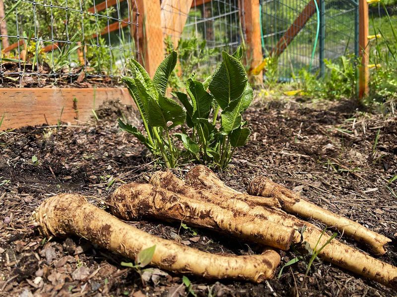 Horseradish in Wisconsin