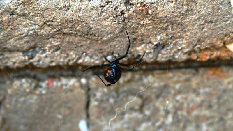 Hose Reels Can Hide Webs In Tight Sheltered Gaps