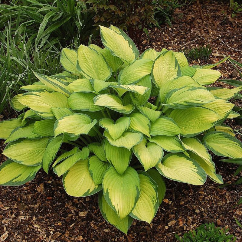 Hosta