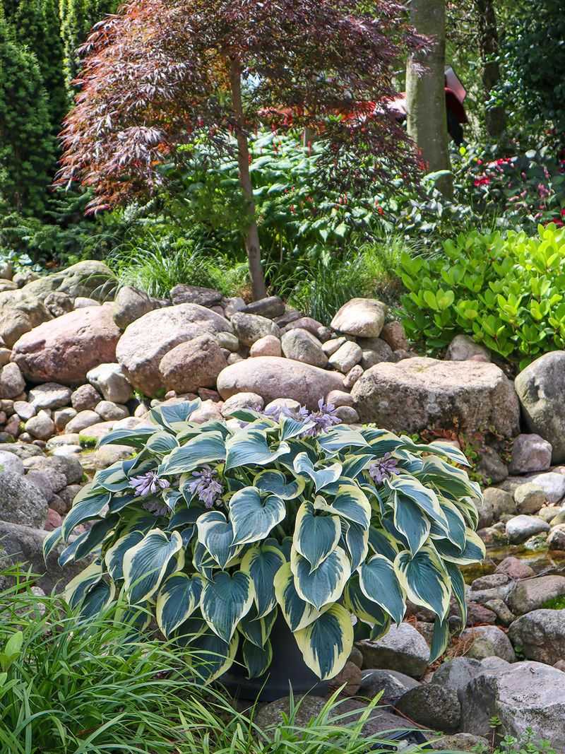 Hosta Clumps That Beg For Breathing Room Hosta Clumps That Beg For Breathing Room
