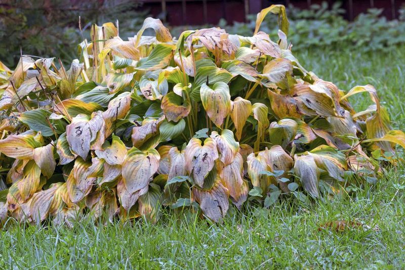 Hosta Foliage Belongs On The Fall Cleanup List