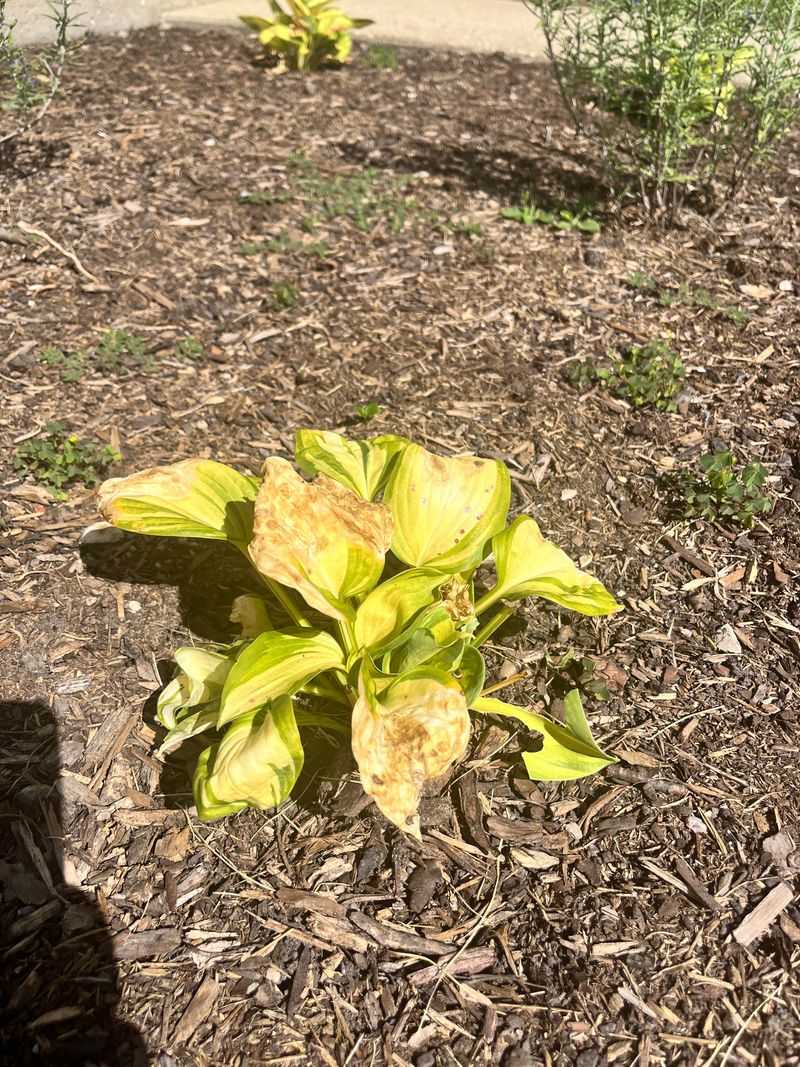 Hosta Foliage Comes Away Clean After Frost