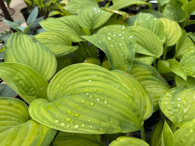 Hosta