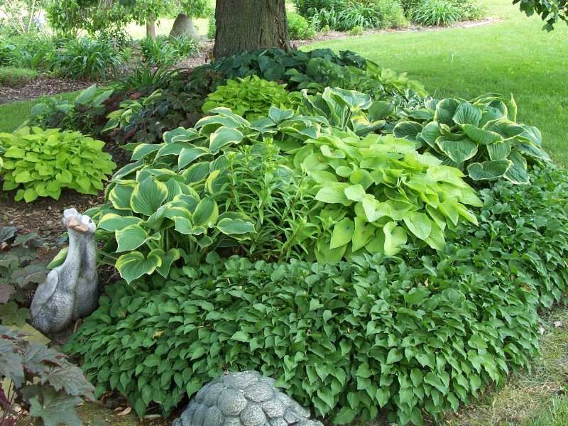 Hostas Hostas