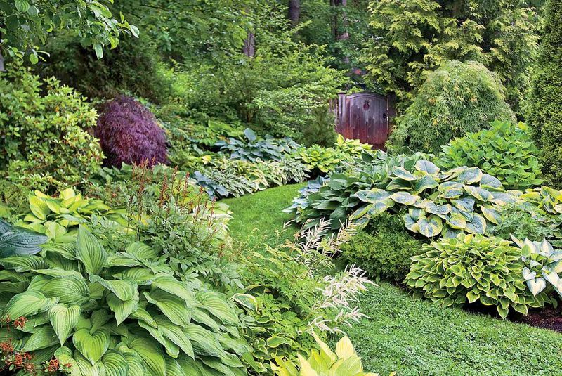 Hostas