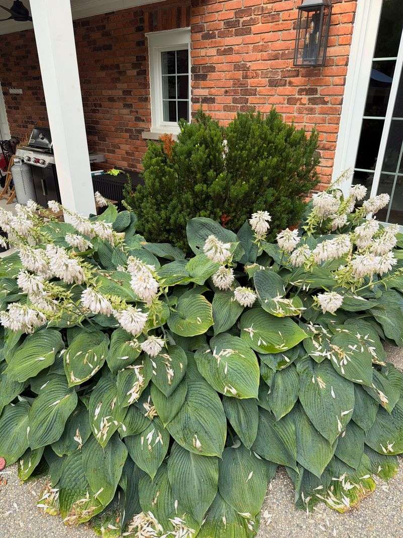 Hostas Create A Shady Cool Spot Hostas Create A Shady Cool Spot