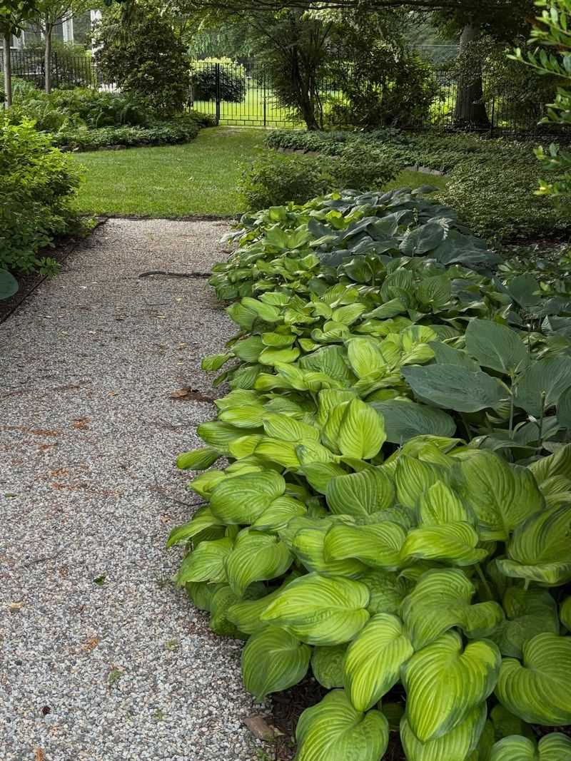 Hostas Fill Shady Garden Spaces