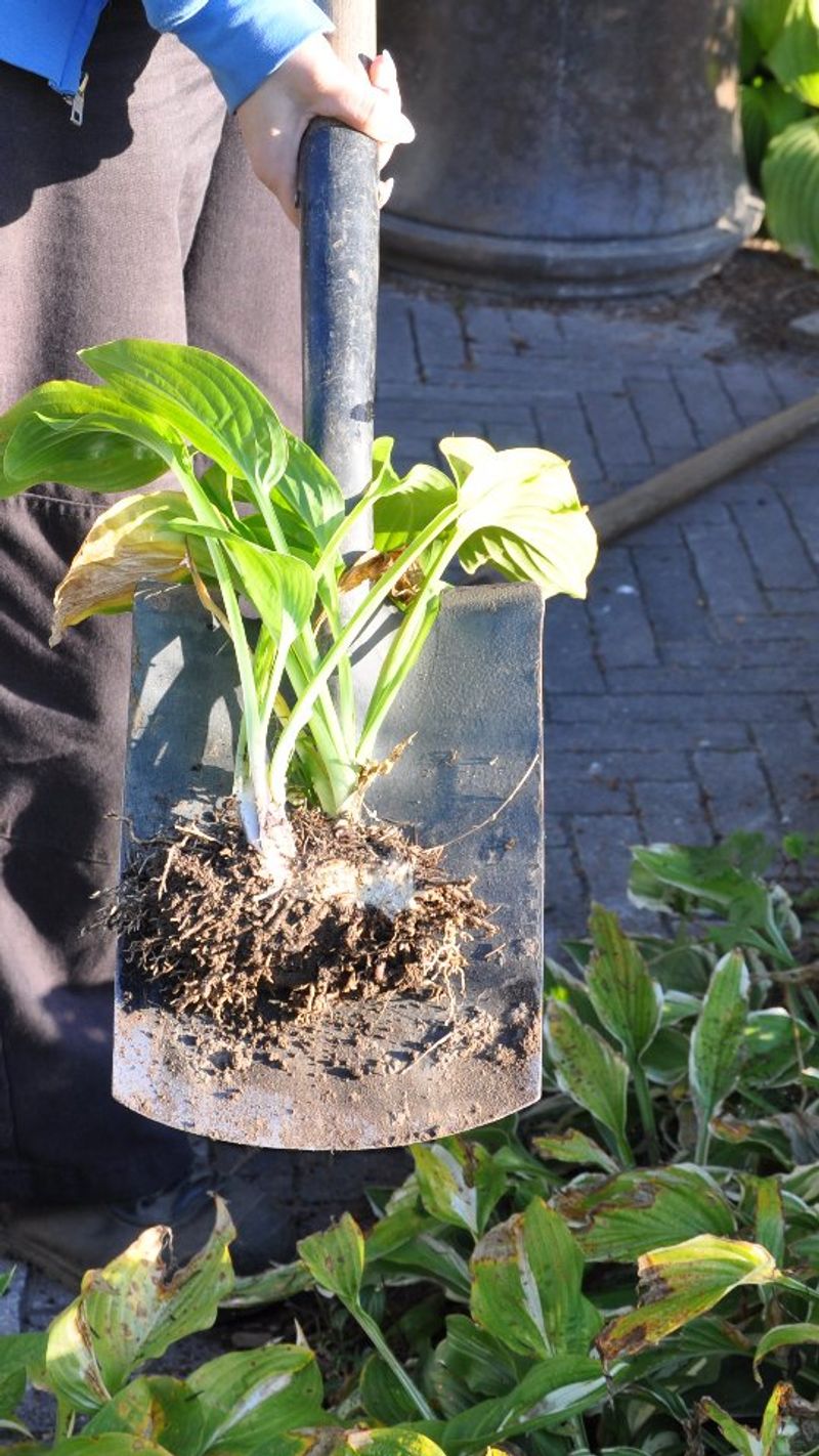 Hostas For Shady Maryland Borders