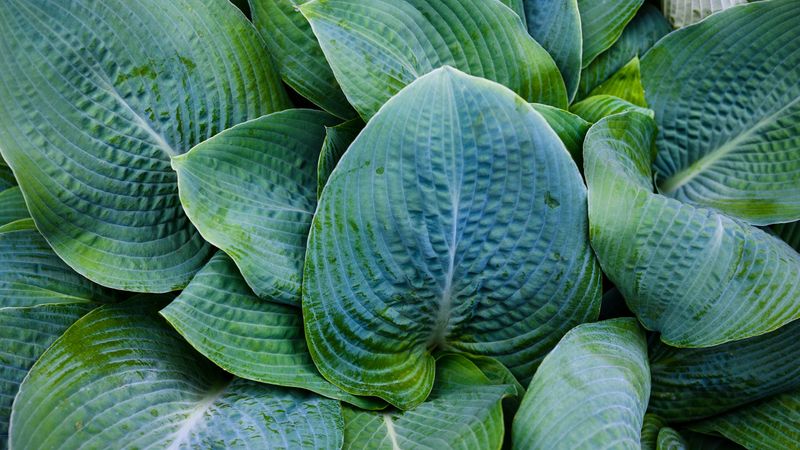Hostas Roll Out The Welcome Mat For Slugs