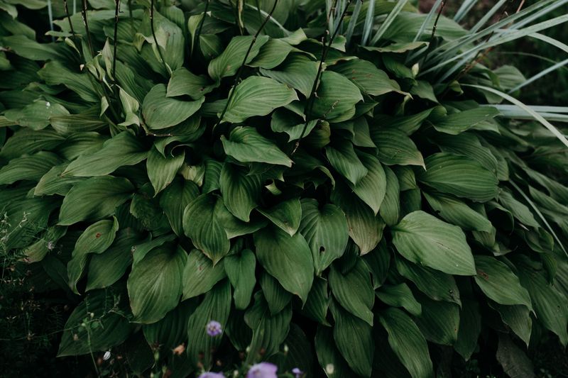 Hostas That Outgrew Their Shady Spot Hostas That Outgrew Their Shady Spot