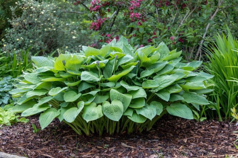 Hostas Welcome A Rich Fall Top-Dressing