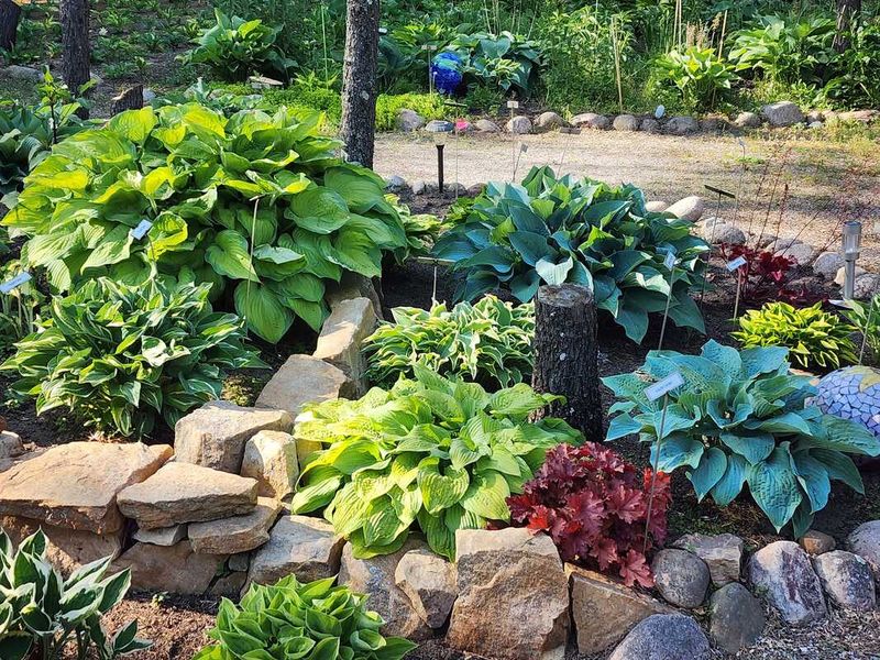 Hostas in Wisconsin