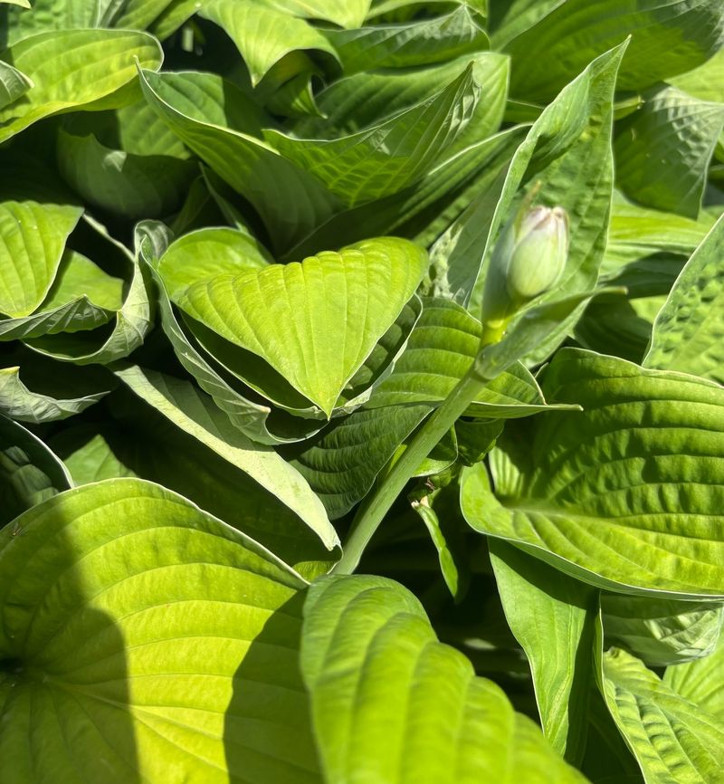 Hostas