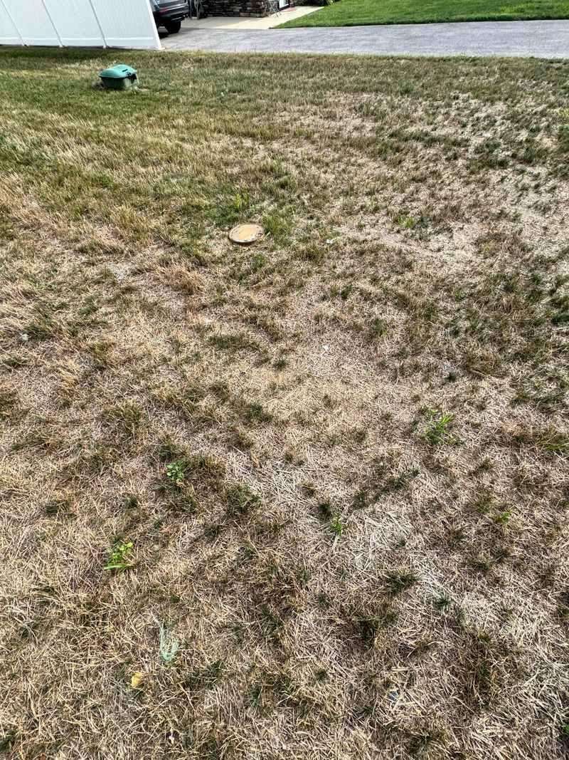 Hot California Summer Soil Can Reject New Seed Hot California Summer Soil Can Reject New Seed