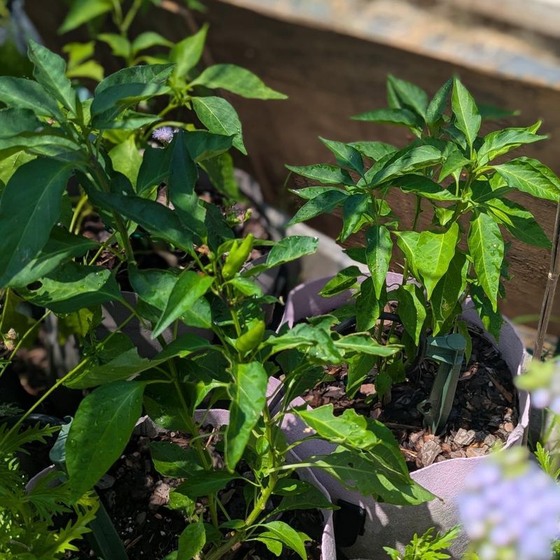 Hot Pepper Scents Can Discourage Some Pests