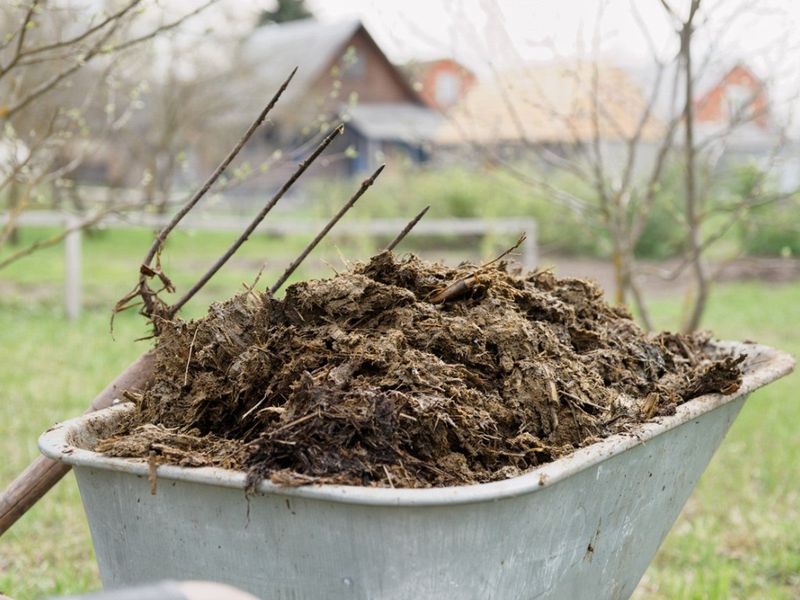 Hotbeds Warmed By Fresh Manure Or A Heating Cable